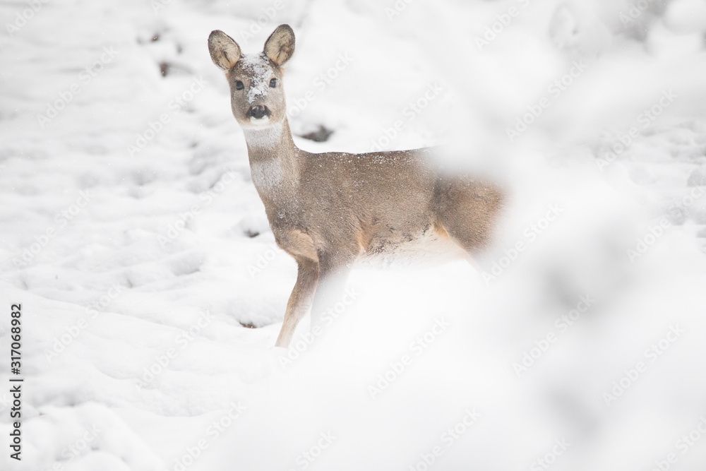 Roe deer nestled in the snowy forest, Sesto, Pusteria valley, dolomites, Trentino Alto Adige, Italy Roe deer nestled in the snowy forest, Sesto, Pusteria valley, dolomites, Trentino Alto Adige, Italy