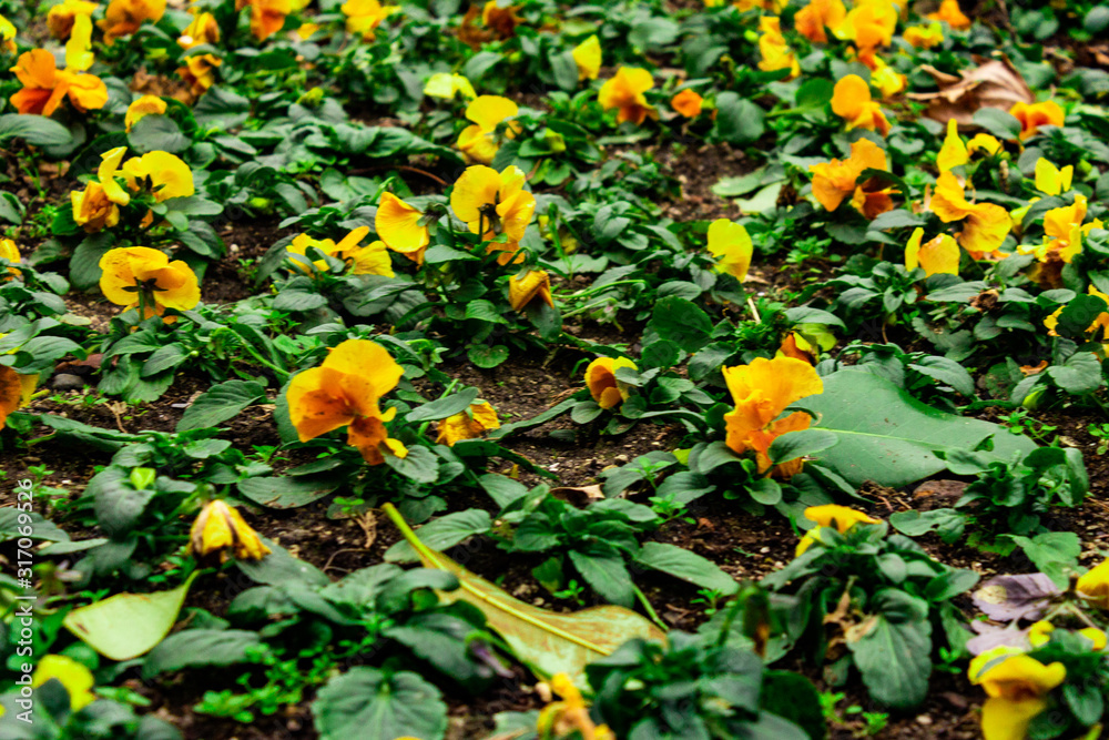 campo de impatiens flores amarillas floreciendo en primavera