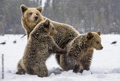 She-Bear and bear cubs in snow-covered field. Snowfall in Winter forest. Natural habitat. Brown bear, Scientific name: Ursus Arctos Arctos.