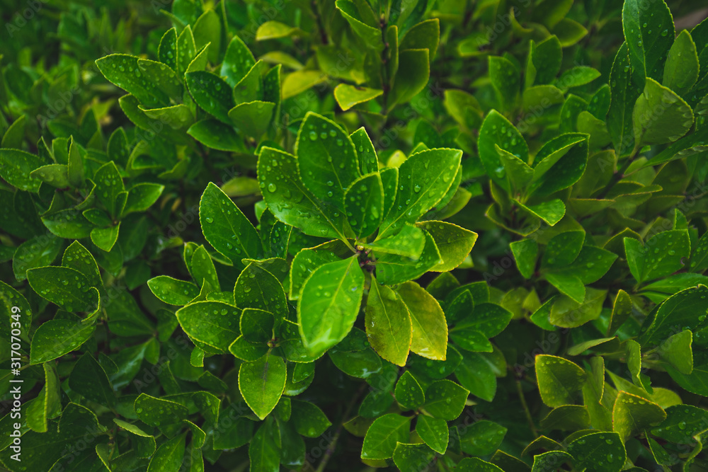 Obraz premium 雨に濡れた緑の葉