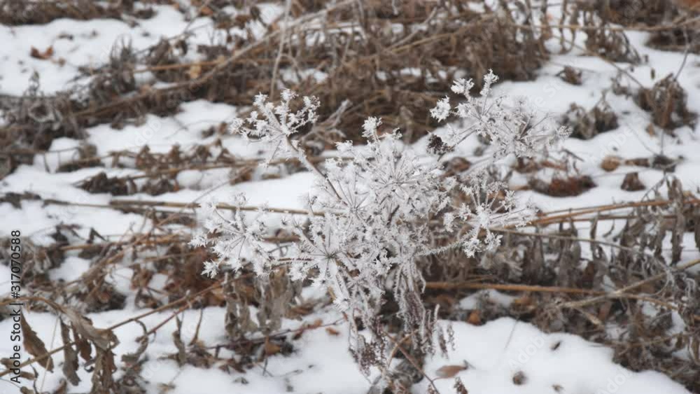 Hoarfrost on the twigs of the plant of a dry plant in cloudy, foggy weather Hoarfrost on the twigs of the plant of a dry plant in cloudy, foggy weather