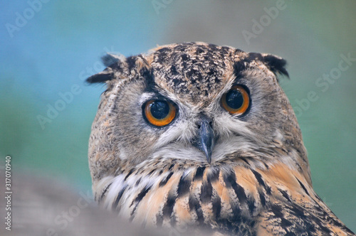 Wild Europaean Long eared owl portrait (Asio otus)
