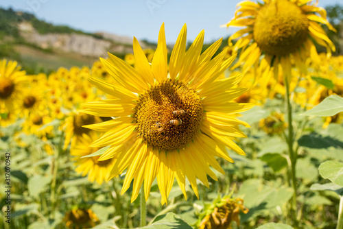 Bees at work on a sunflower