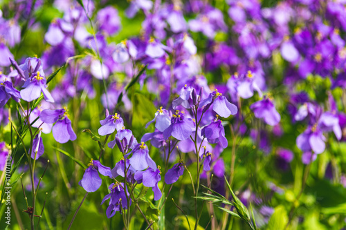 紫の植物