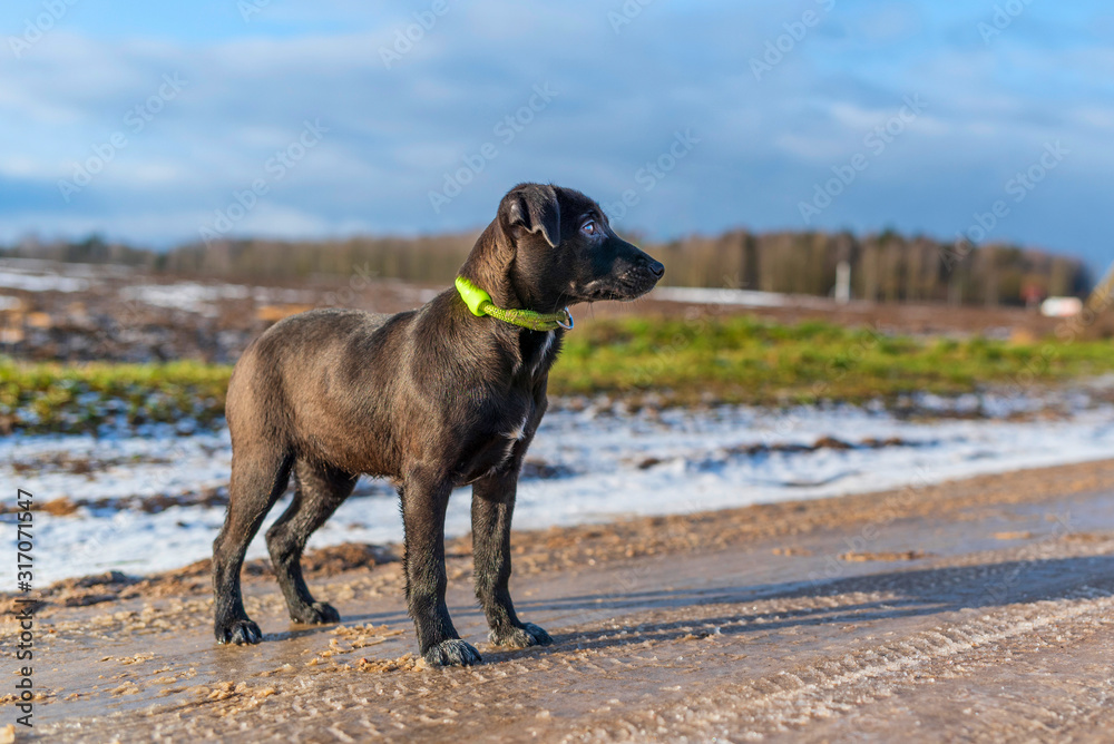 Homeless black puppy on a walk. Photographed close-up. Homeless black puppy on a walk. Photographed close-up.