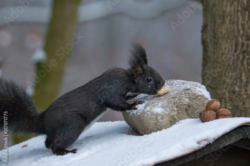 European brown squirrel in winter coatl looking for nuts photo