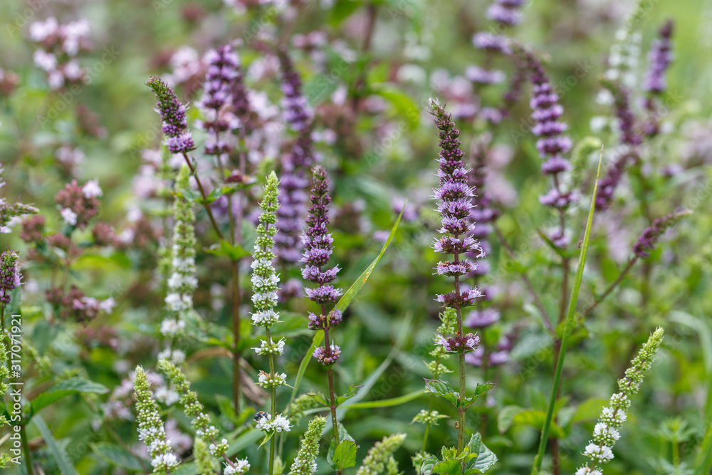 Mint blooms in the garden purple and white flowers of different varieties of mint Mint blooms in the garden purple and white flowers of different varieties of mint
