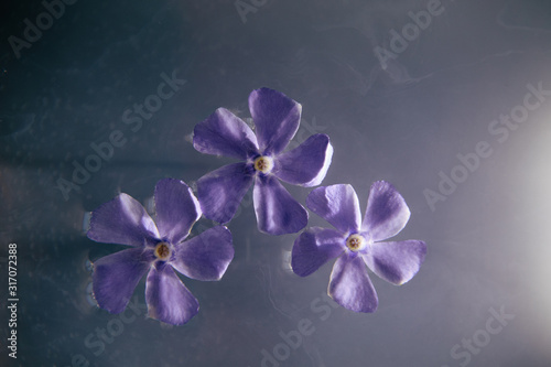 purple periwinkle flower in water