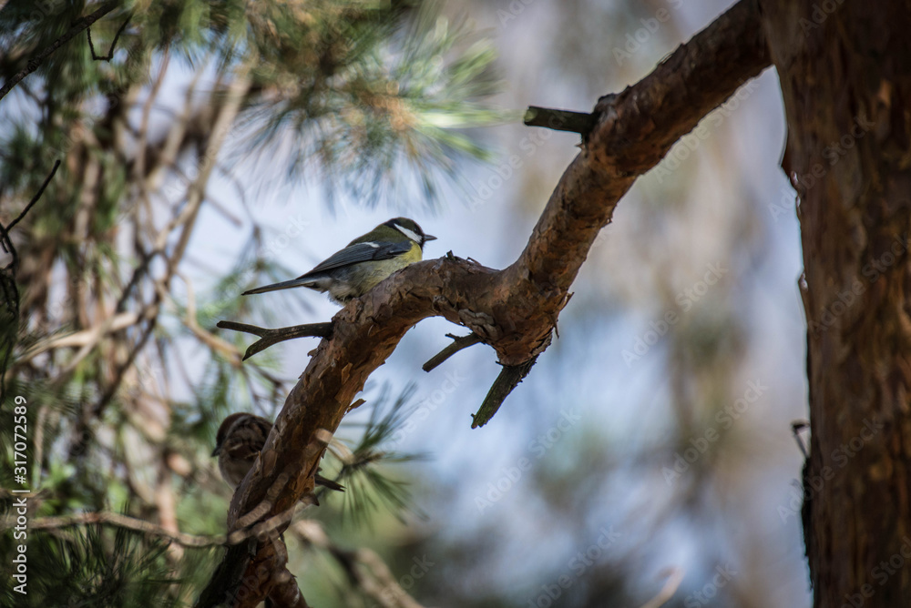 bird on tree bird on tree