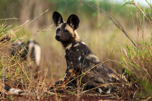 The African wild dog, African hunting dog, or African painted dog (Lycaon pictus) two frolicking puppies