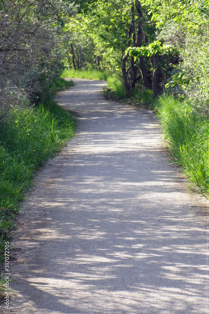 Winding foopath in the green forest