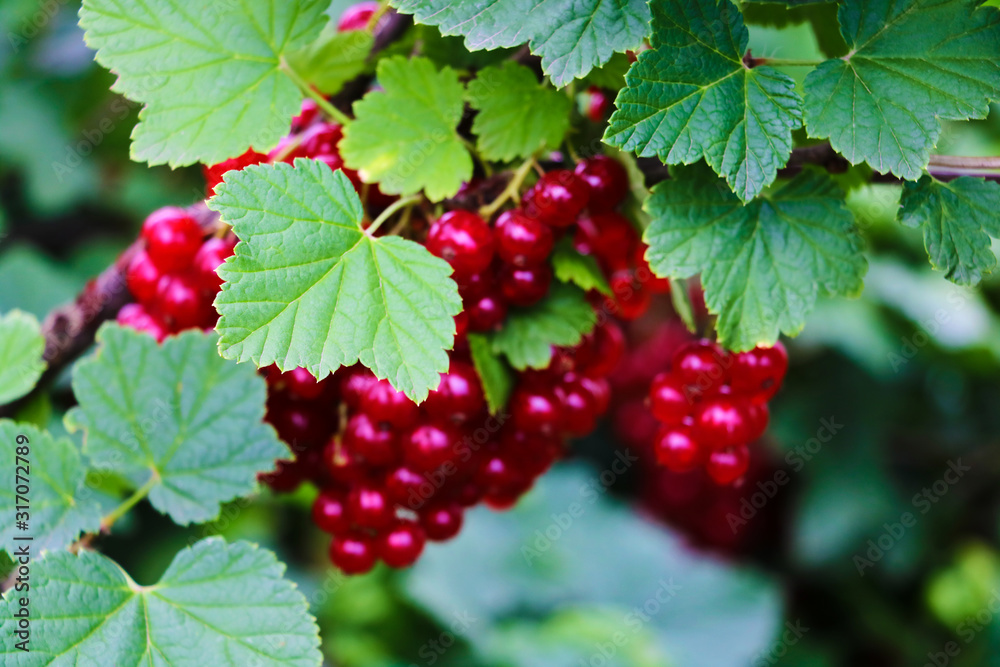 There are bush of red currant and berries. There are bush of red currant and berries.