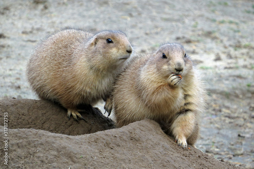Two ground squirrels sitting at the edge of their burrow, one eating a piece of carrot