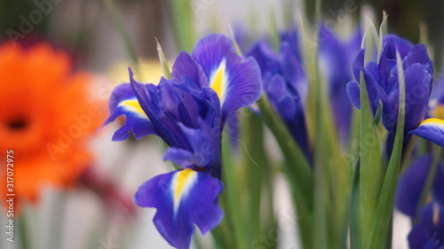 Fototapeta Naklejka Na Ścianę i Meble -  blooming garden flowers: irises, gerberas, roses, chrysanthemums