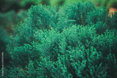 Fresh green pine leaves in the forest. - vintage style. © sema_srinouljan