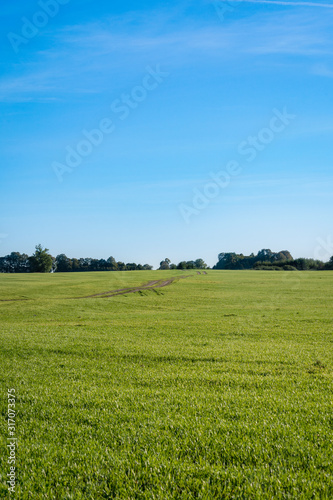 green meadow under blue sky on a clear sunny day