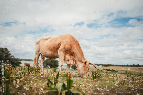 vaca pastando en un valle © Jose Laguna