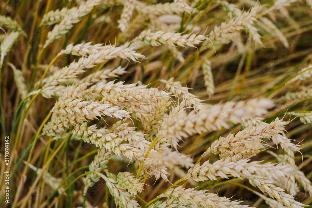 gold ears of wheat under sky. soft focus on field. gold ears of wheat under sky. soft focus on field.