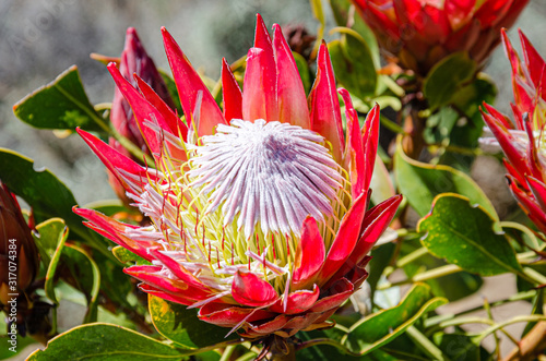 King Protea Close Up