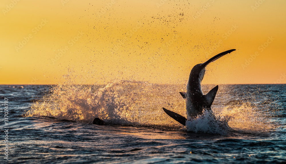 Fototapeta premium Tail Fin of Great White Shark. The phase of the jump of shark. Red sky of sunrise. Breaching in attack. Scientific name: Carcharodon carcharias. South Africa.