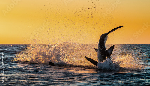 Tail Fin of Great White Shark. The phase of the jump of shark. Red sky of sunrise. Breaching in attack. Scientific name: Carcharodon carcharias. South Africa. © Uryadnikov Sergey