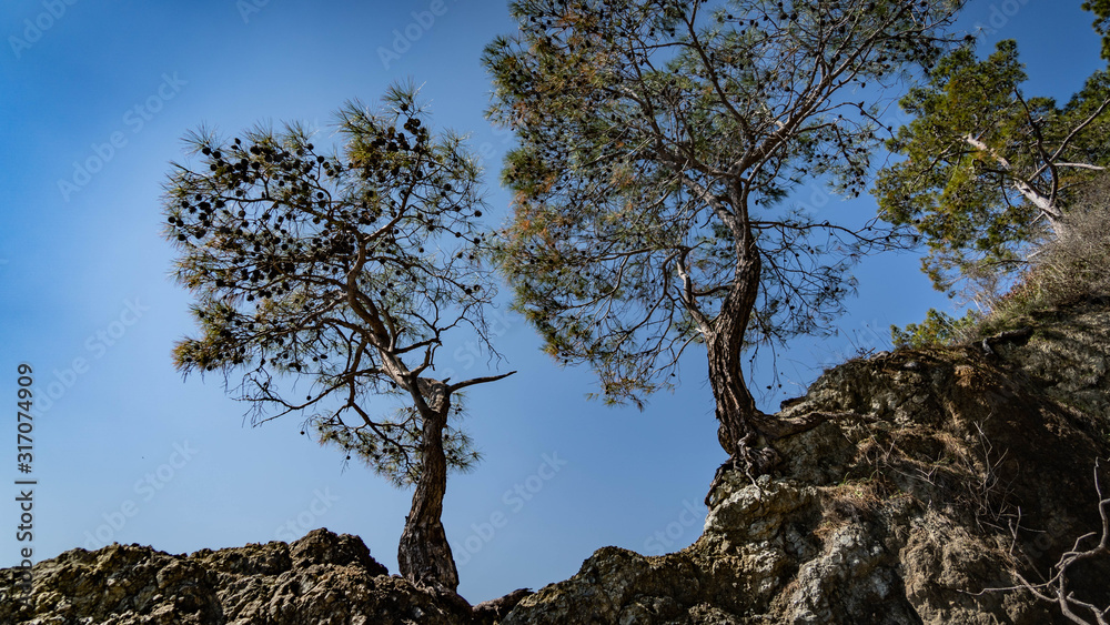 tree on blue sky