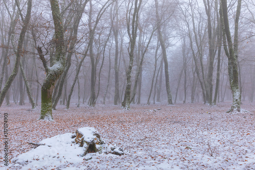 Snow covered forest in fog photo