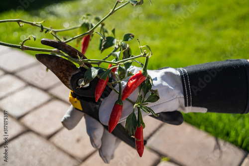 hands with garden gloves cutting chili peppers from backyard