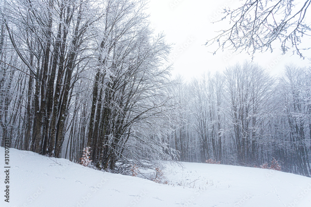 Snow in Campigna, Neve in Campigna, winter, inverno, appennino, Italia, Italy, CAI Snow in Campigna, Neve in Campigna, winter, inverno, appennino, Italia, Italy, CAI