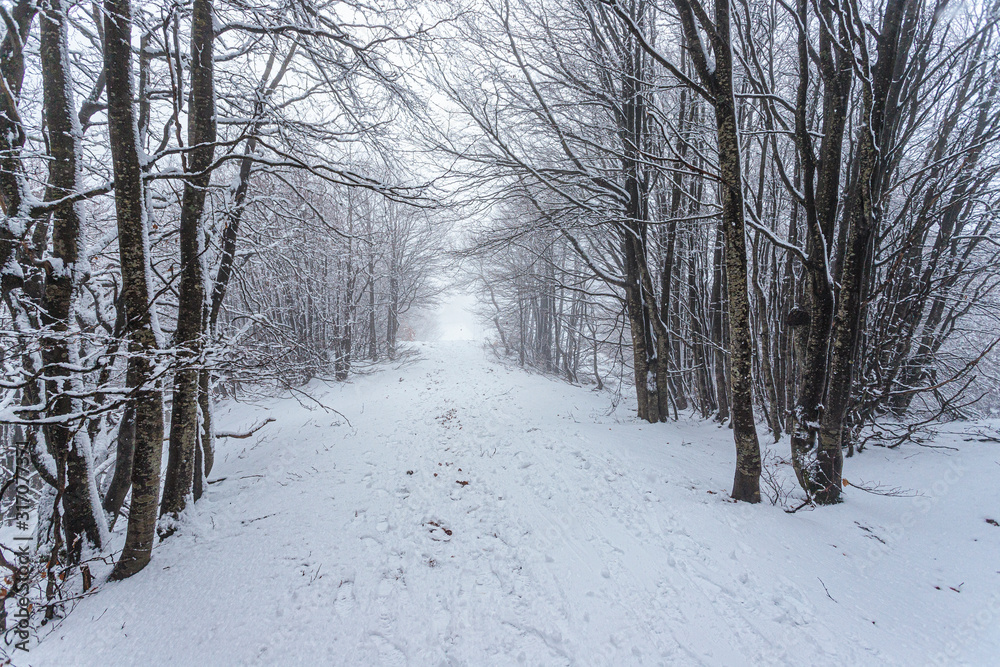 Snow in Campigna, Neve in Campigna, winter, inverno, appennino, Italia, Italy, CAI Snow in Campigna, Neve in Campigna, winter, inverno, appennino, Italia, Italy, CAI