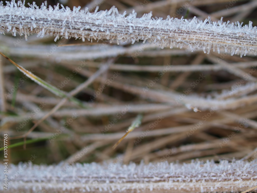 Obraz premium Gras, grass, Winter, frost, Eiskristalle, Raureif