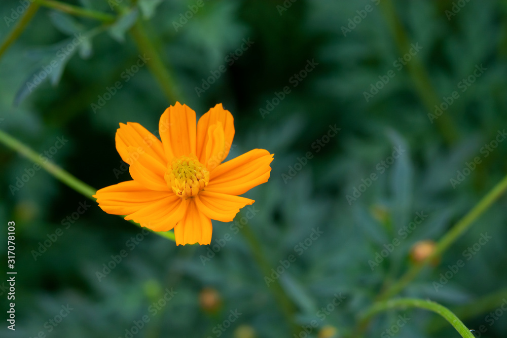 close up of summer sulfur Cosmos flower, Orange Cosmos flower close up of summer sulfur Cosmos flower, Orange Cosmos flower