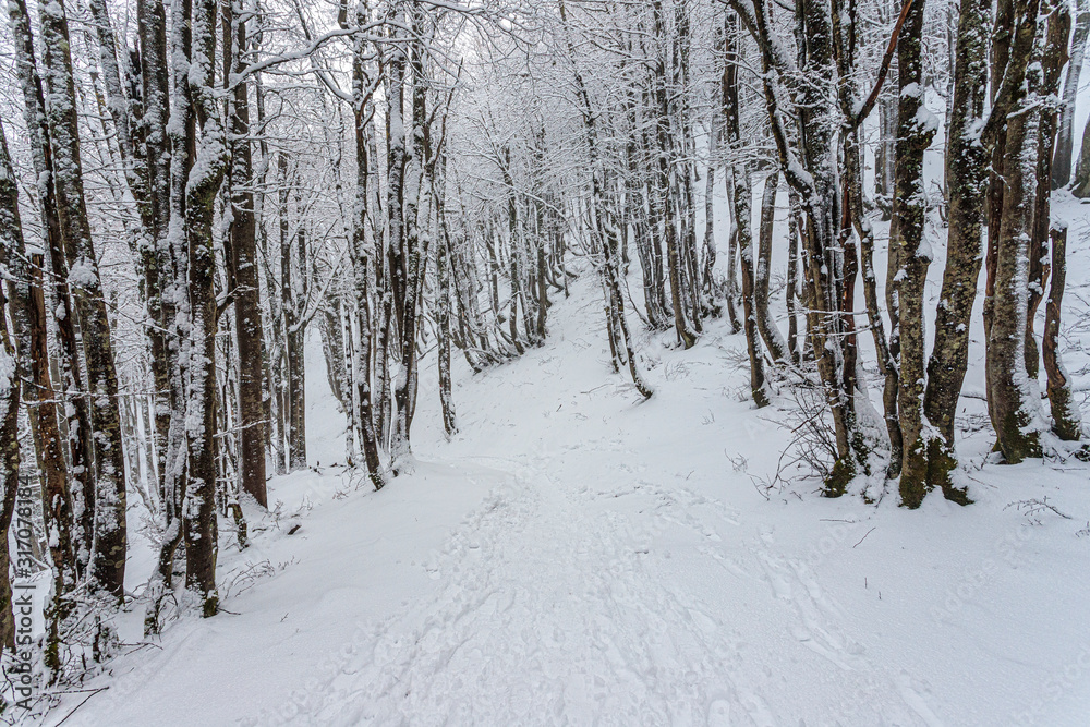 Snow in Campigna, Neve in Campigna, winter, inverno, appennino, Italia, Italy, CAI