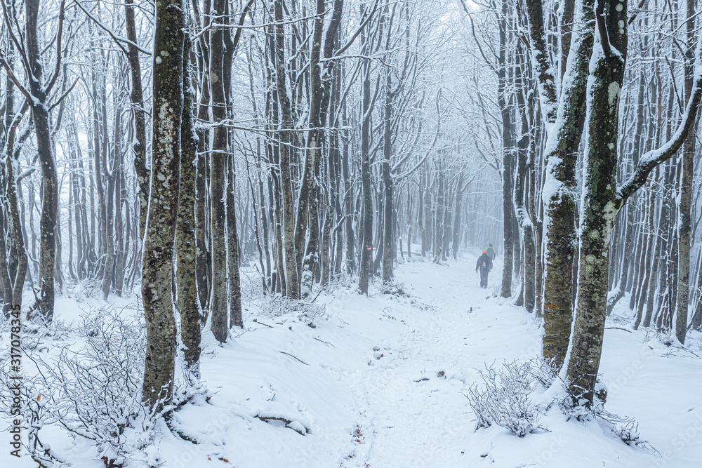 Snow in Campigna, Neve in Campigna, winter, inverno, appennino, Italia, Italy, CAI Snow in Campigna, Neve in Campigna, winter, inverno, appennino, Italia, Italy, CAI