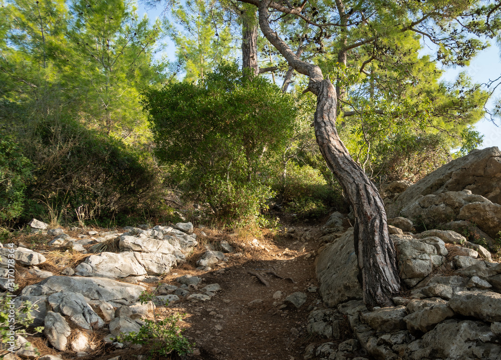 Fototapeta premium tree in forest