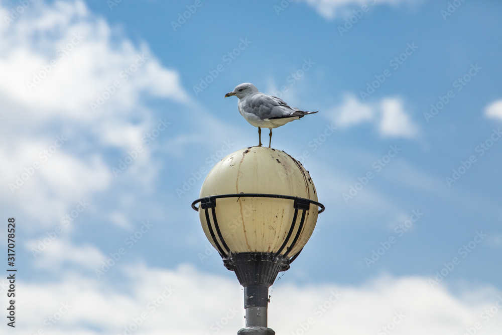 Low angle view of seagull perching on plastic white dirty lamp post against blue sky during sunny day with focus on foreground Low angle view of seagull perching on plastic white dirty lamp post against blue sky during sunny day with focus on foreground