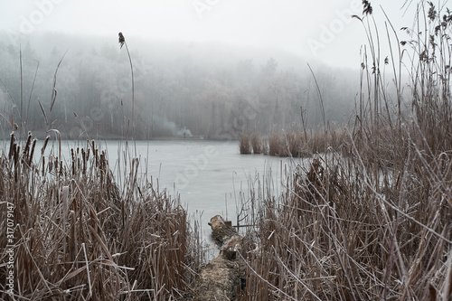 frozen reeds near the water in winter  during a fog covered with frost in cloudy weather