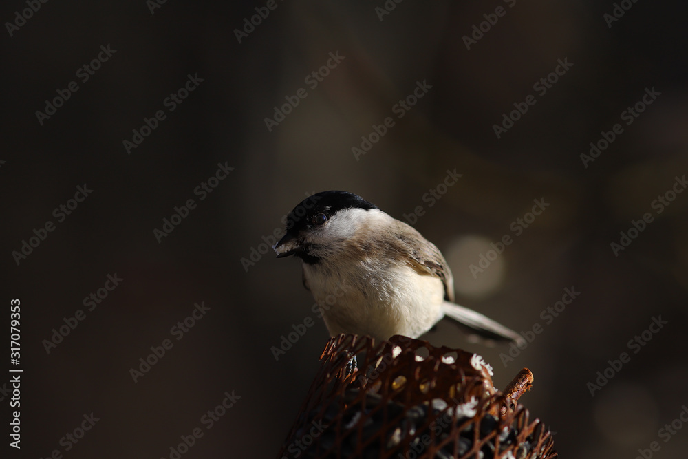 willow tit with a piece of bread in its beak on a blurry dark background... willow tit with a piece of bread in its beak on a blurry dark background...