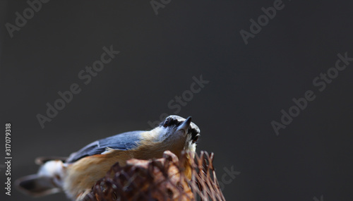 Nuthatch  which sits on a prop on a black blurry background. Bottom view..