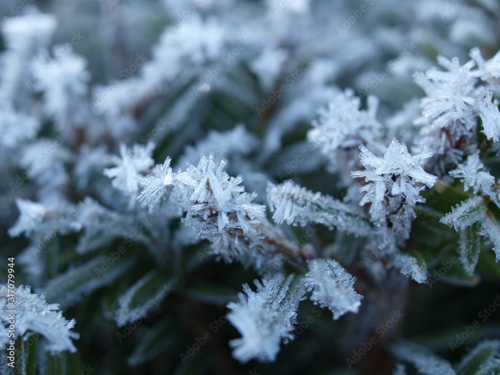 Winter, Pflanze, Raureif, Frost, plant, frozen