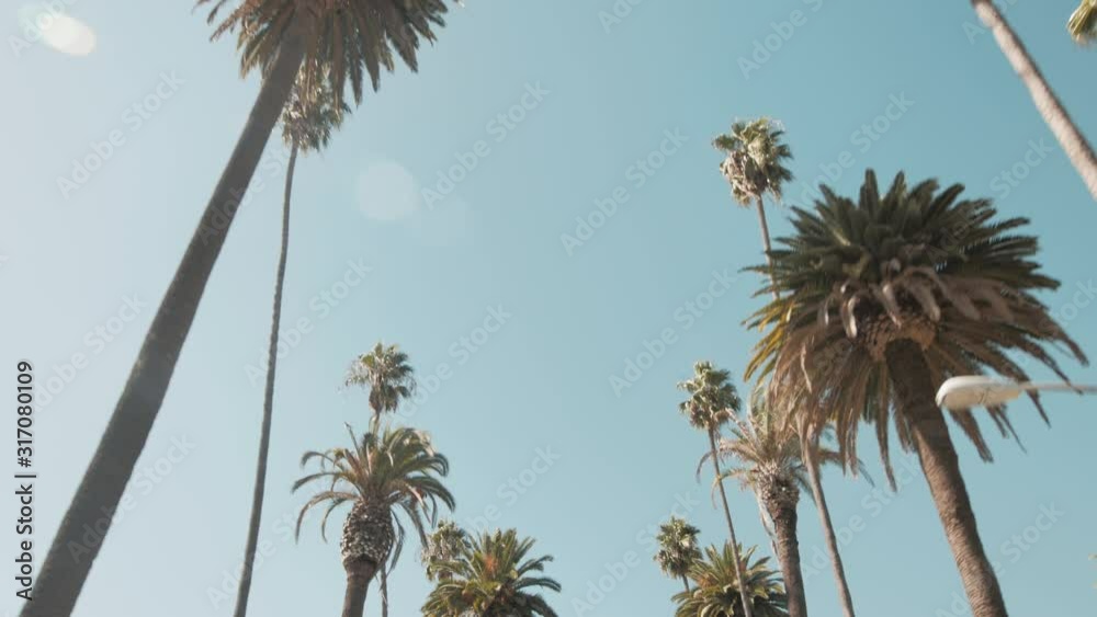 Slow drive looking up at palm trees against a blue sky. Vacation, travel, lifestyle concept. Filmed in Beverly Hills, Los Angeles, California. 