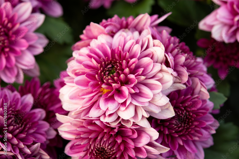 close up pink autumnal chrysanthemum background