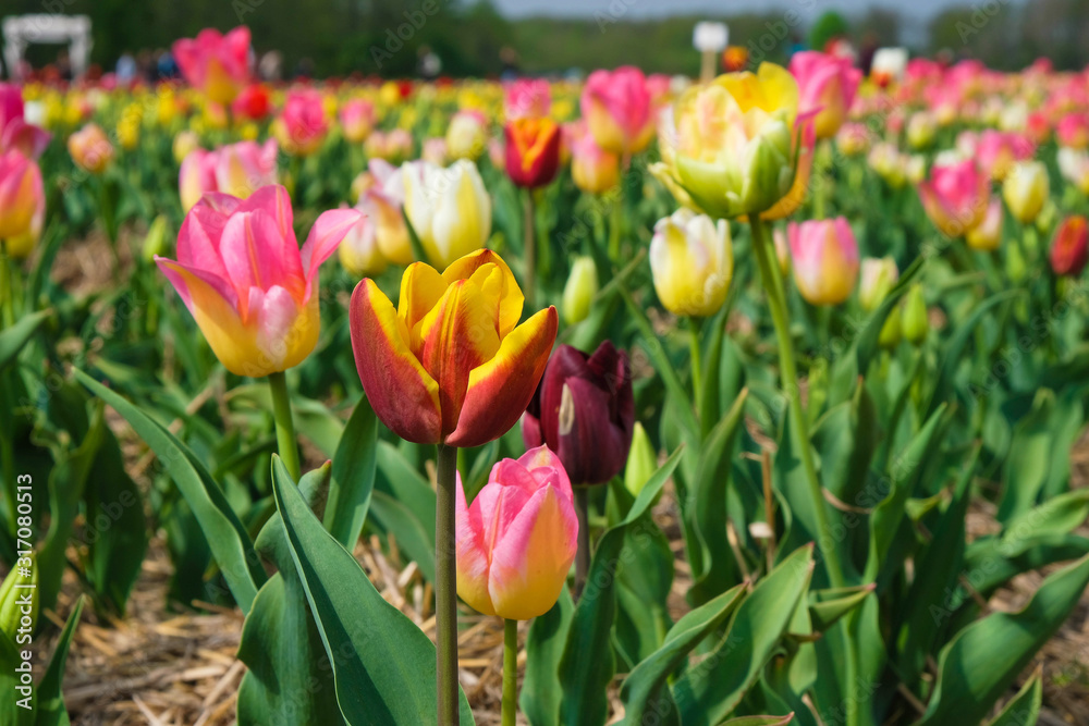 Field of multicolored blooming tulips on a sunny morning in Ukraine.