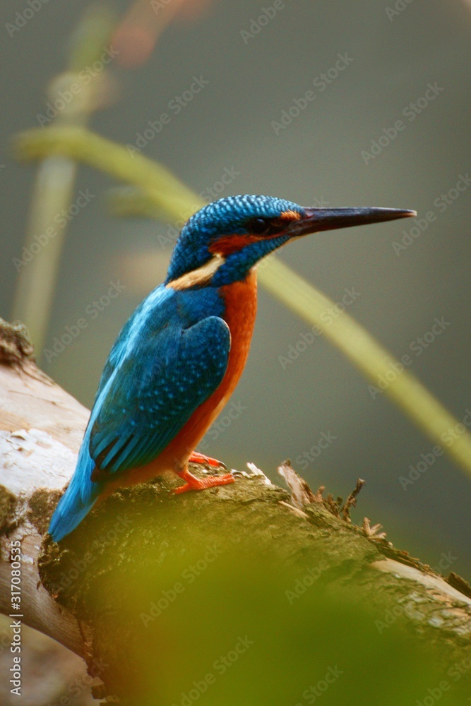 Obraz premium Kingfisher