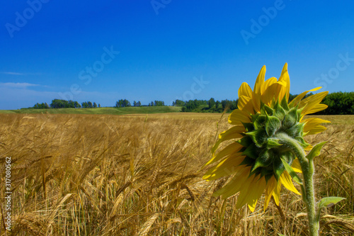 Lonely sunflower in a large field of wheat