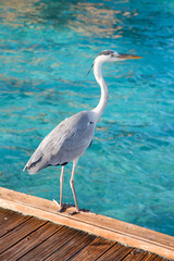 Keuken achterwand Turquoise Grijze reiger in natuurlijke omgeving  © swisshippo