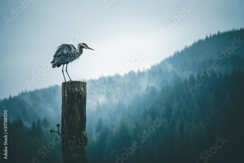Blue Heron © Joe