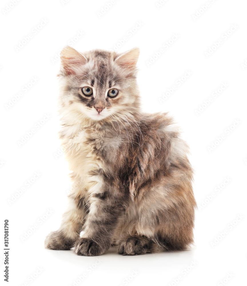 Little gray kitten . Little gray kitten .