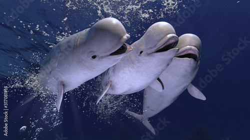 Obraz na płótnie Group of happy melonhead beluga whales swimming and having fun together 3d rende