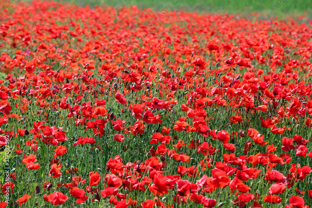 red poppies flower field in spring landscape